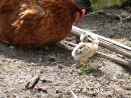 oiseaux_et_poules_20211127_1836254899